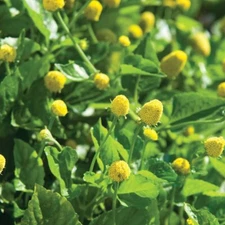 500 PARACRESS SEEDS - MEDICINAL HERB - AKA; TOOTHACHE PLANT FREE SHIPPING