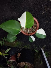 Monstera Albo Halfmoon Variegated Real Picture Free Phitosanytari Plant
