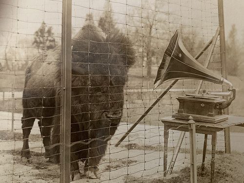 Original Vintage Photograph of Bison Listening to Victor V Phonograph