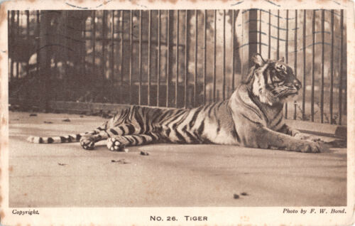 R292526 Tiger. Gardens of the Zoological Society of London. No. 26. F. W. Bond. - Foto 1 di 2