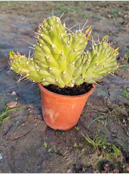 Obopuntia Subulatia Rare collection