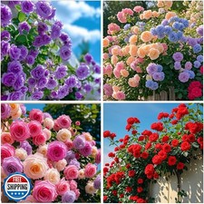 300 Climbing Rose Bush Seeds for Planting Outdoors-Perennial Flowering Plant ...