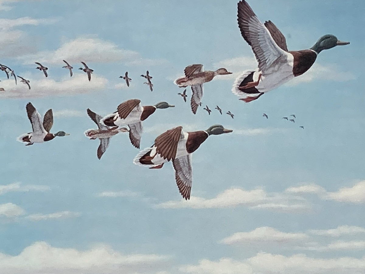 Flock Of Ducks Flying