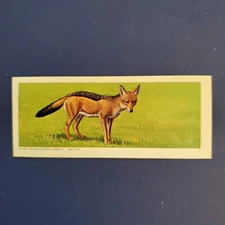 1969 -  SUGAR DADDY CANDY "ARFICAN WILD ANIMALS" JACKAL #10  LOOK!!