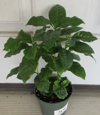 5 LIVE COFFEE TREE PLANTS, 2" to 7",  Not Seeds, Produces Arabica Coffee Beans!
