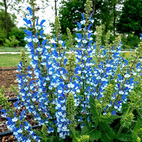 50 Azure Snow Salvia Seeds Flower Seed Perennial Flowers
