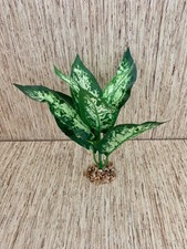 Soft Silk Leopard Dieffenbachia Plant With St...