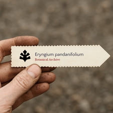Eryngium pandanifolium SEEDS - Giant sea holly | Pandanus-leaved eryngo