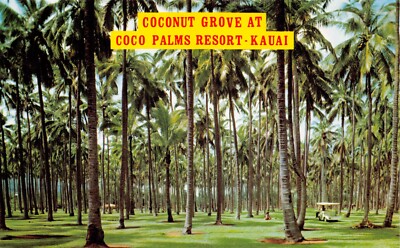 Coconut Grove Coco Palms Resort Kauai Hawaii Vtg Postcard CP398