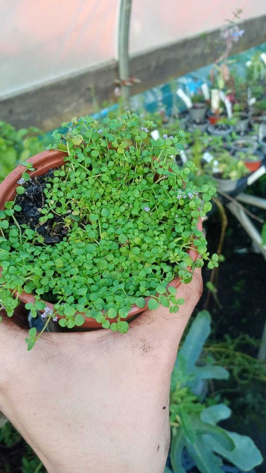9cm-herbs-125-varieties-grown-in-wales-ebay-uk