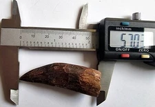 Carcharodontosaurus African T-Rex Dinosaur Fossil Tooth 57mm Authenticated