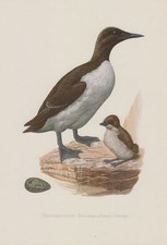 Trottellumme Uria aalge Schmalschnabel Lumme  Farbdruck 1953 Ornithologie