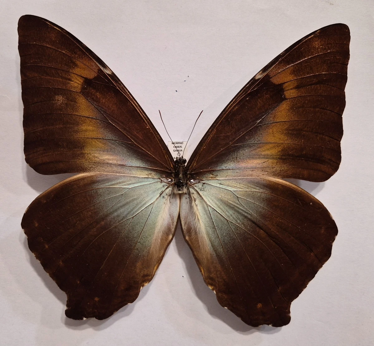 Morpho Cisseis for sale | eBay