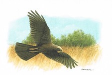 Poświęcenie rurki ptaki chwytające jastrzębie - obraz z nadrukiem artystycznym - 25,5 x 17,5 cm