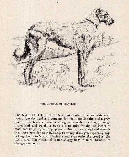 1945 Gladys Cook Scottish Deerhound Print Ch Sannock of Stanerigg 6819d