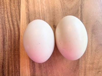 Real Blown Egg Shells - Choice of Ostrich or Emu - For Crafts, Carving, Decor