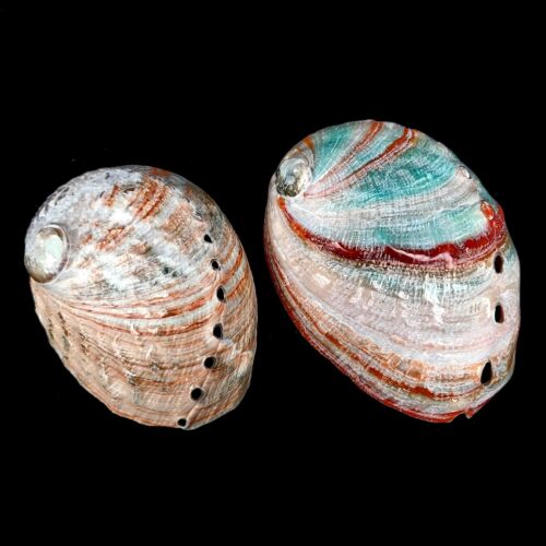 Abalone Pink Haliotis Natural Polished seashell 7-9cm - Picture 2 of 8