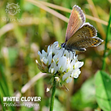 250.000 Samen Weißklee - Trifolium Repens - Wiesenklee Wiesenblumen WHITE CLOVER