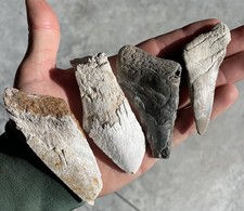 Megalodonte denti di squalo parziali dal sud-ovest della Florida denti di megalodonte