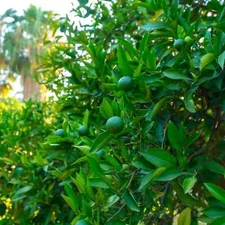 20  SEEDS for MEXICAN (KEY LIME) Citrus Tree Seeds