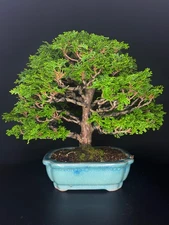 japanese hinoki bonsai tree