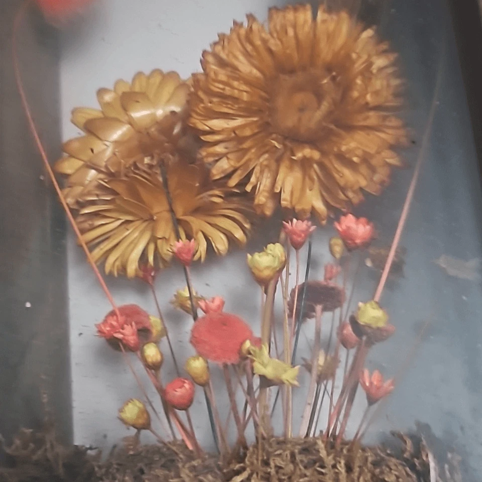 Caja de sombra vintage MCM 60s flor silvestre seca enmarcada arte único en su clase Foto 2 de 4