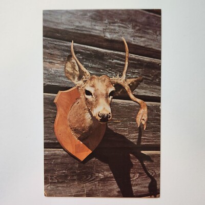 Vintage Postcard Deer Mount ''Old Five Foot'' Fred Bell Photography