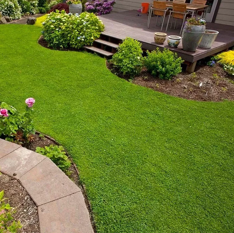 Clover seed for lawns online
