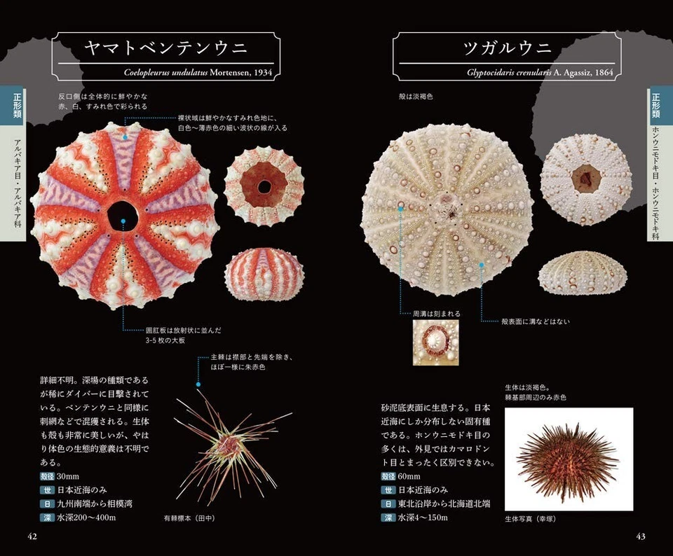 Uni Handbook Beautiful Sea Urchins Guidebook Japanese Photo Book Japan NEW - Image 3 of 4