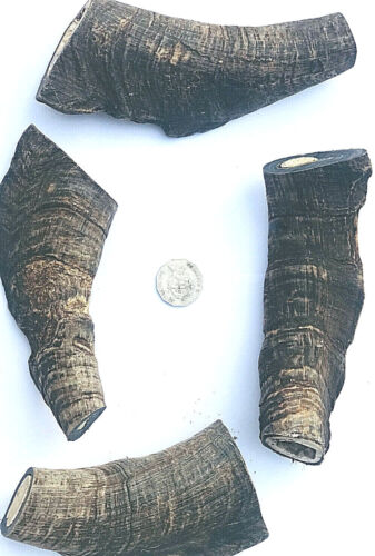 Goat Horn Butts. Massive 130mm ave. Australian Dog Treats, Bones & Chews. - Picture 1 of 3