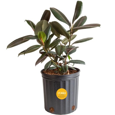 Burgundy Rubber Plant, Live Indoor Ficus Elastica Tree, Spring Decor, Giftabl...