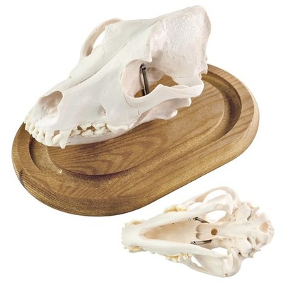 Life-Size Canine Skull Anatomy Model - 3 Part Dog Head Model with Wooden Base...