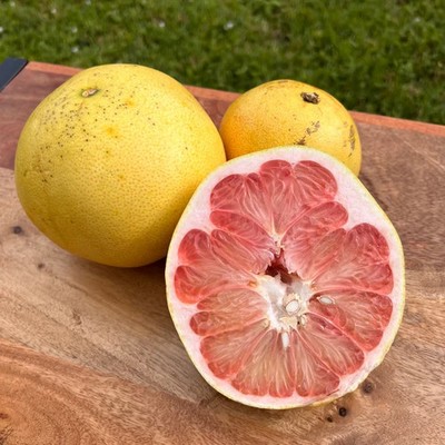 Rare Citrus maxima Red Pomelo 10+ S.e.e.d.s, Shaddock, Chinese Grapefruit