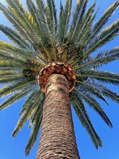 Phoenix Canariensis(Pineapple Palm) Palm tree (1 count)