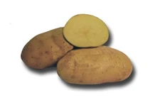 German Butterball -2 lbs pounds- Certified Whole Seed Potatoes for Spring