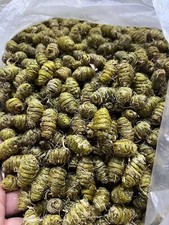  1                   AAA Top Grade Dendrobium Officinale             -USA Wholesaler