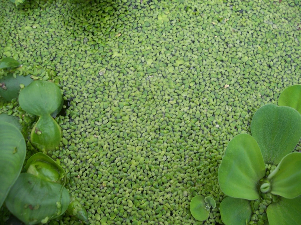 1 杯鸭子,鱼 KOI 食物,池塘植物水花园生物过滤器,100% 有机 — 第 4/4 张图片