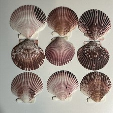 9-PCS Large Scallop shells for Crafts Decoration 3" To 3.5'' - Actual Photo