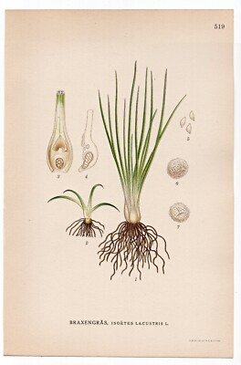 1926 Lindman Botanical Flower Print, Lake Quillwort, Merlin's grass