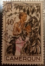 Timbre CAMEROUN YT N° 299 Oblitéré Cueillette du café 1954