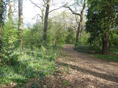 Foto 12x8 Bluebells entlang eines Weges in Ainslie Wood Chingford Ainslie Wo c2017