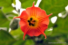 BRUGMANSIA SANGUINEA red angel's trumpet flower flowering tree seed 10 seeds