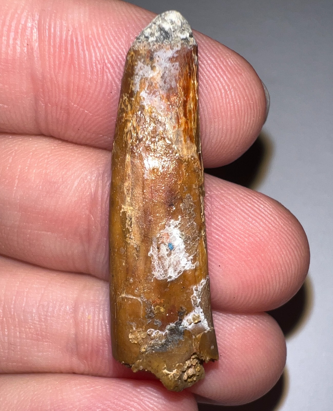 PTEROSAUR PTERODACTYL Dinosaur Era Flying Reptile Fossil Tooth 1.48 IN NO REPAIR