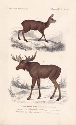 1861 MOOSE & MUSK DEER Print - Hand-Coloured Antique Wall Art - 5.75 x 9.75 Inch