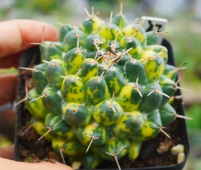 Rare Cacti Coryphantha maiz-tablasensis Variegated WYSIWYG Lateral bud Decor