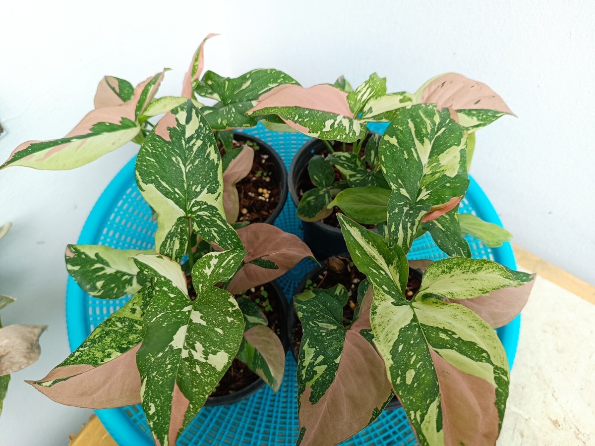 フィロデンドロンモンステラsyngonium red spot tricolor フィロデンドロンモンステラsyngonium red spot tricolor