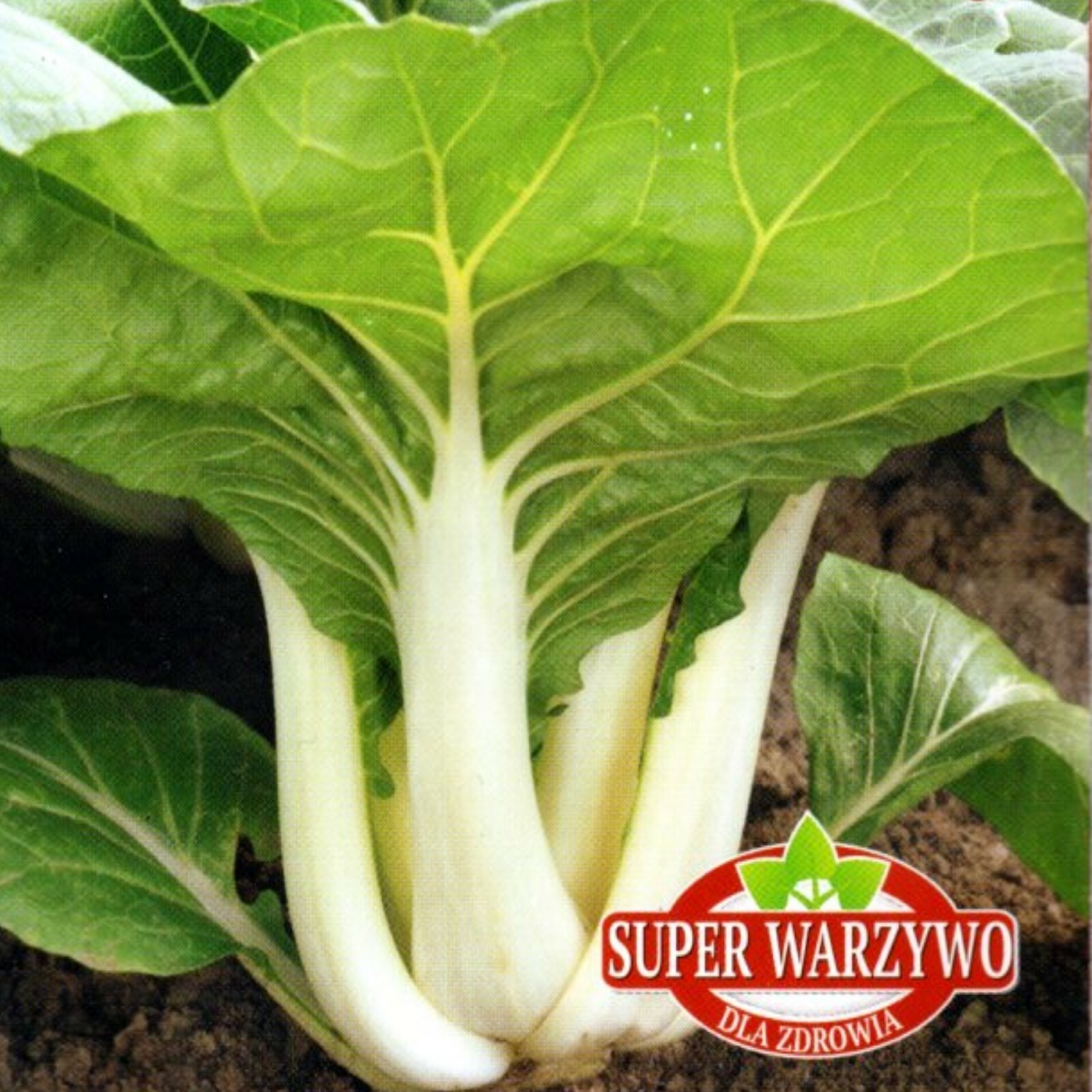 Kohl Kohlsamen Salatsame Pak Choi Asiasalat Blattkohl Gemüsesame 40 Samen Nr.124