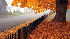 Landscape fall trees fence urban outdoors fallen leaves Custom Gaming Mat Desk