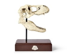 Jurassic World Tyrannosaurus Rex Skull Resin Replica - 9x8-Inch TRex Dinosaur...
