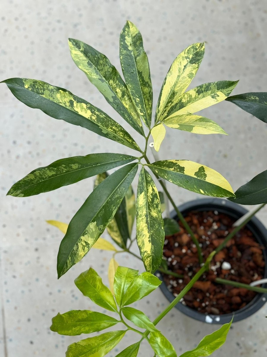 pothos neon plant Popular Pothos Plants 6-pack: Trailing / Hanging Vines & Variegated Plants  - (2” Pots) - Golden Pothos - Marble Queen Pothos - Neon Pothos main image 1